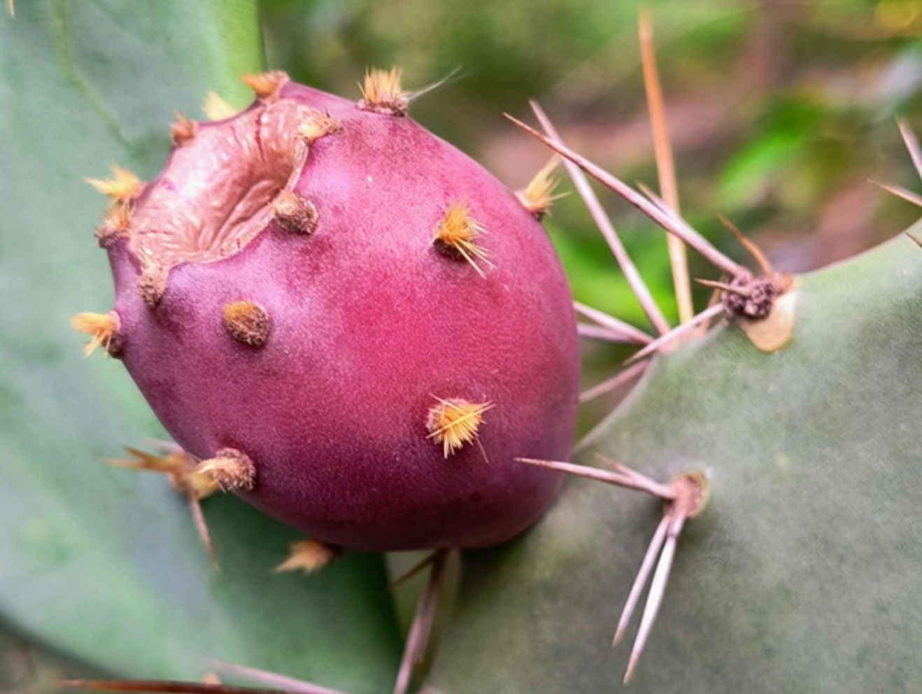 Prickly Pear Seed Oil: Benefits, Uses and How to Choose the Right One