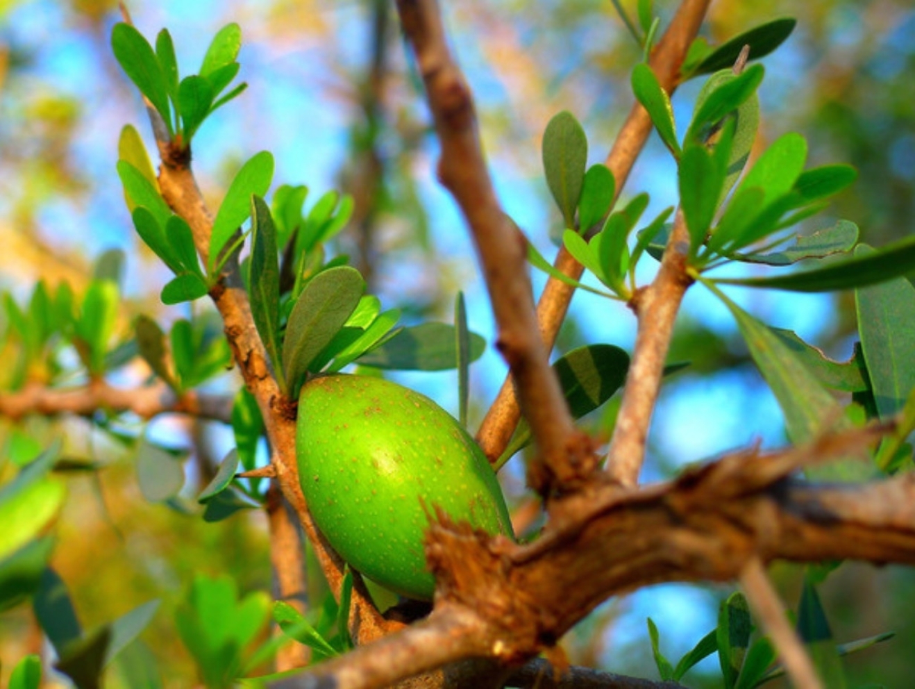 Organic argan oil: benefits and uses for skin, hair and nails