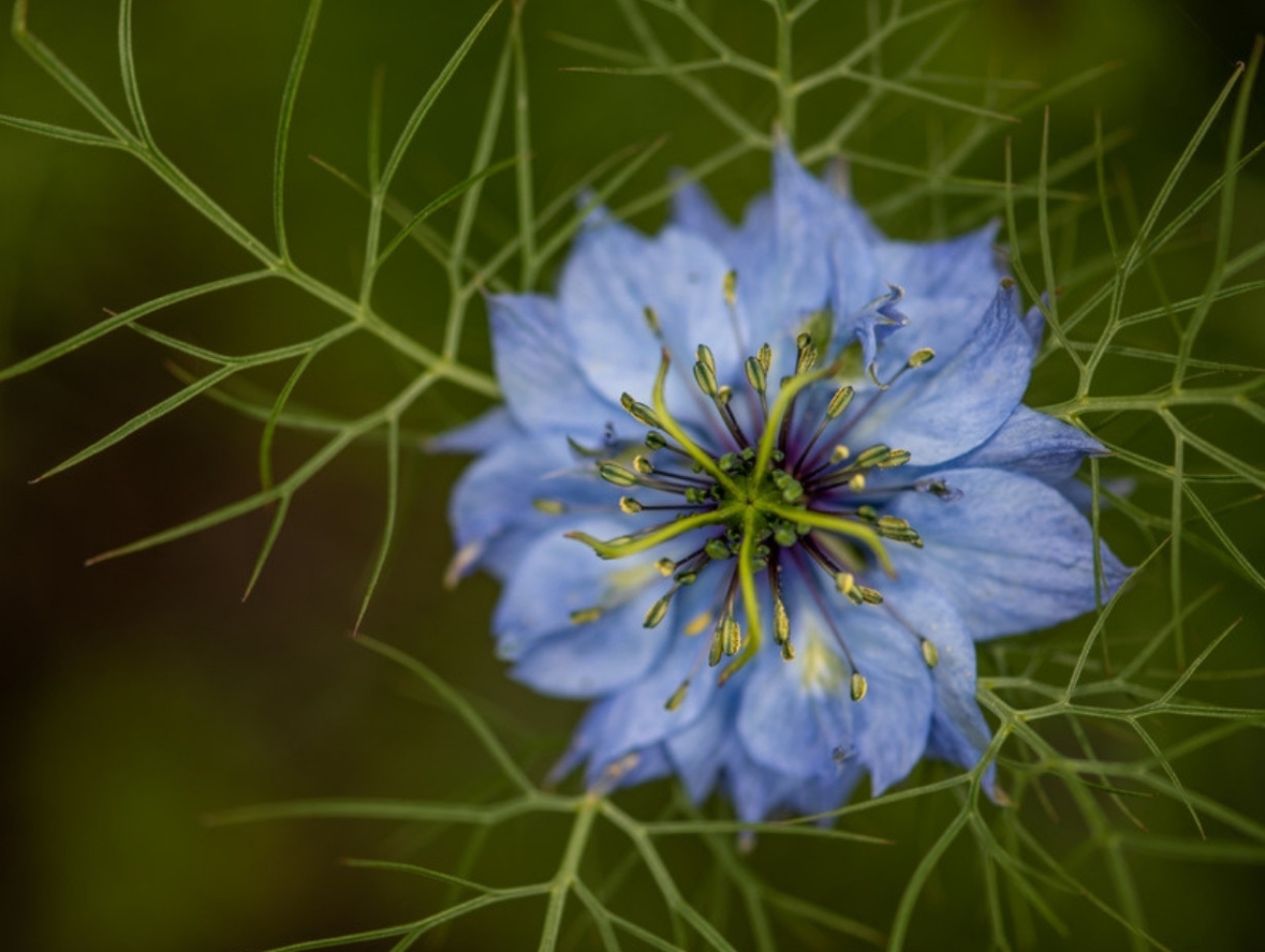 Huile de nigelle bio : bienfaits pour la peau et les cheveux, et comment l'utiliser