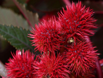 Huile de ricin : bienfaits et utilisations (guide complet)