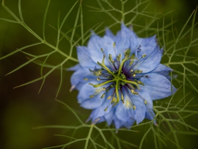 Organic Black Seed Oil: Benefits for Skin and Hair, and How to Use It